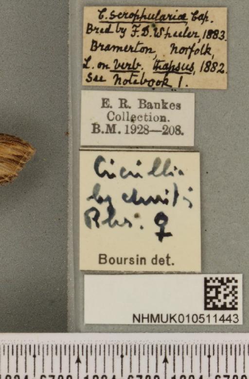 Cucullia lychnitis Rambur, 1833 - NHMUK_010511443_label_569176