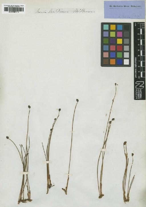 Chordifex monocephalus (R.Br.) B.G.Briggs - BM000991315