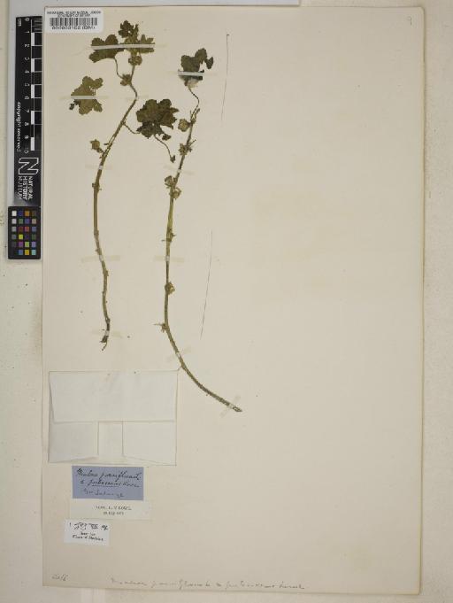 Malva parviflora L. - BM000083182