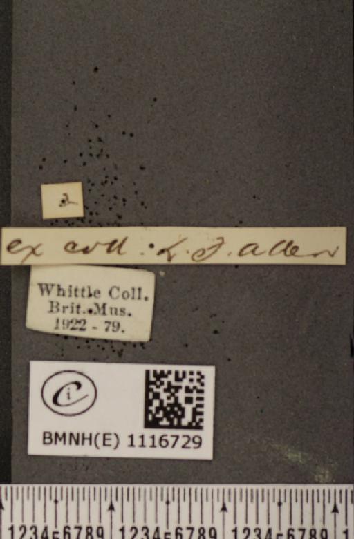 Pontia daplidice (Linnaeus, 1758) - BMNHE_1116729_label_68845