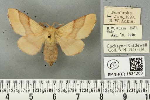 Malacosoma neustria (Linnaeus, 1758) - BMNHE_1524200_190448