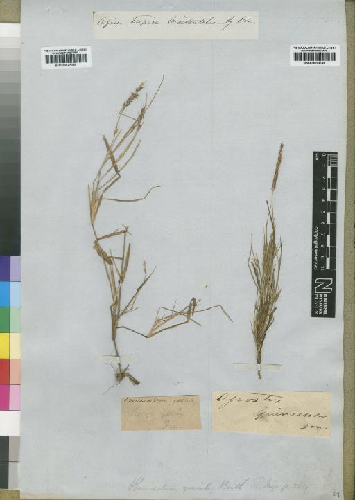 Pennisetum polystachion subsp. polystachion (L.) Schult. - BM000923369