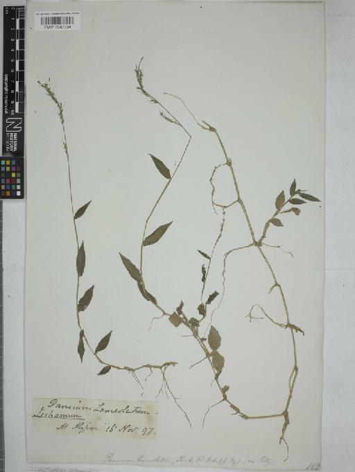 Oplismenus compositus (L.) P.Beauv. - 012547834
