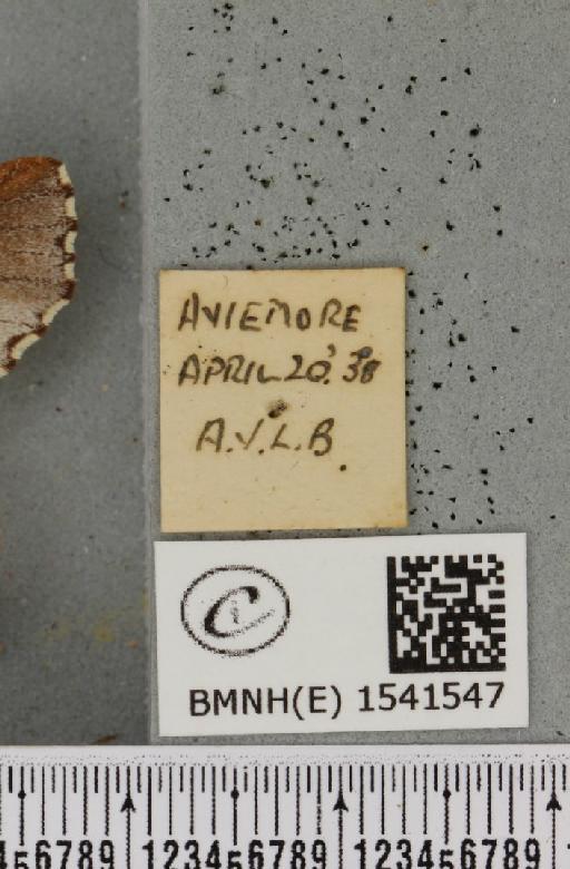 Odontosia carmelita (Esper, 1798) - BMNHE_1541547_label_248233
