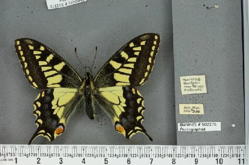 Papilio machaon britannicus Seitz, 1907 - BMNHE_502275_63963