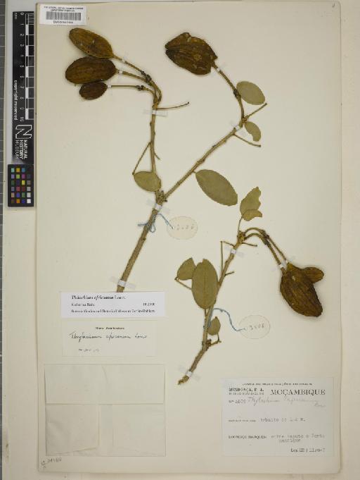 Thilachium africanum Lour. - BM000802393