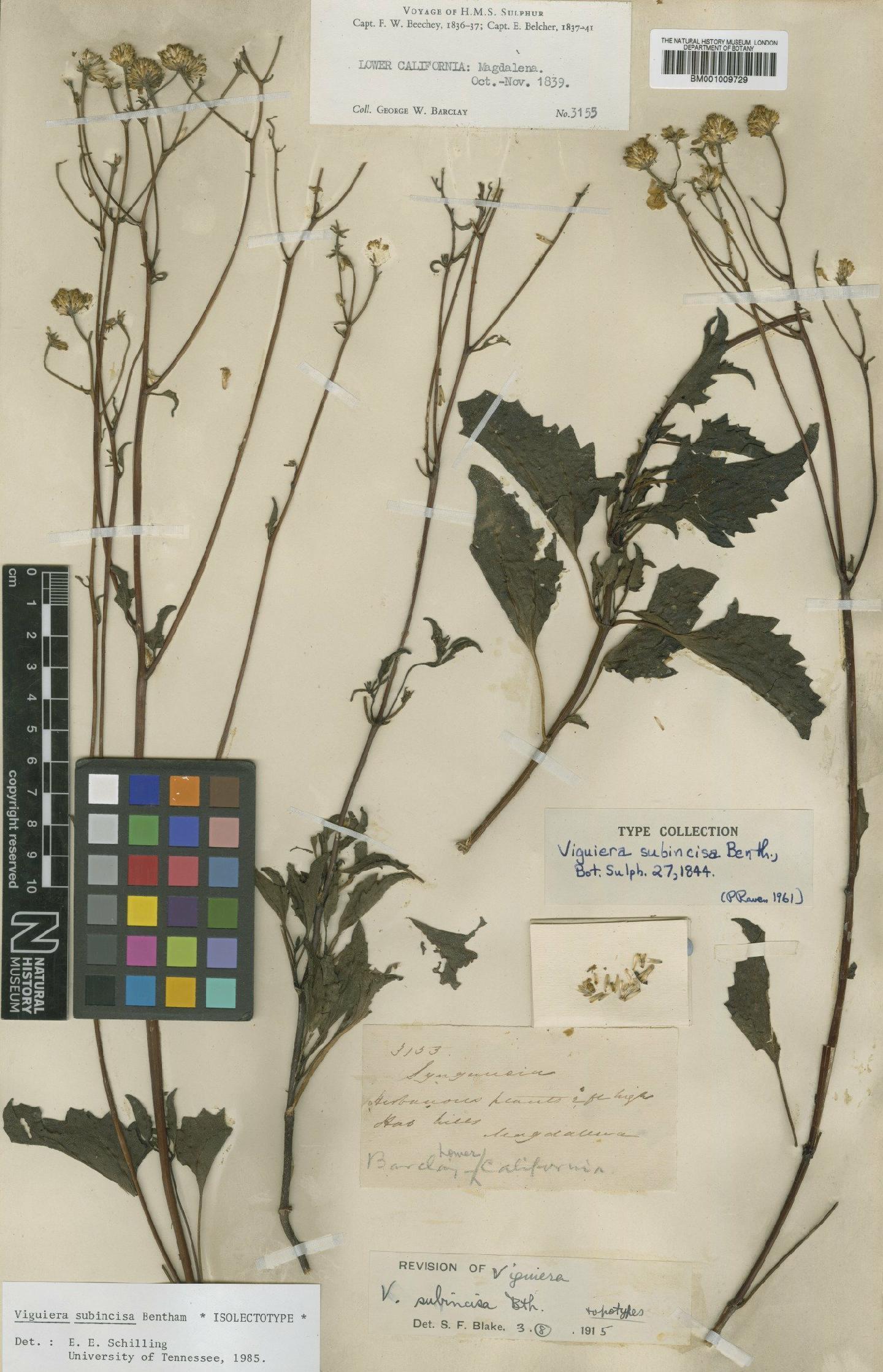 To NHMUK collection (Viguiera subincisa Benth.; Isolectotype; NHMUK:ecatalogue:620605)