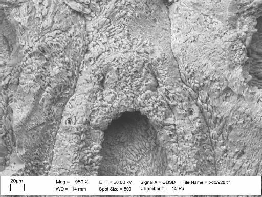 Charixa sexspinata Martha et al., 2019 - PI BZ 7866 - Charixa sexspinata