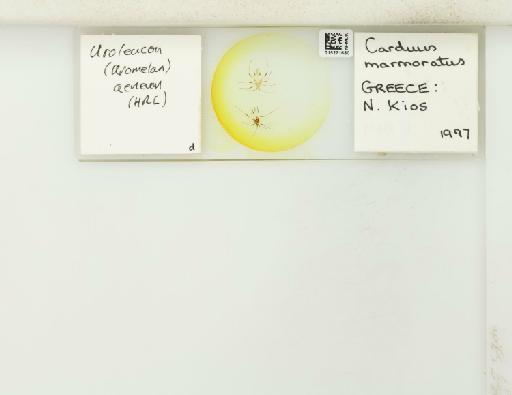 Uroleucon (Uromelan) aeneum Hille Ris Lambers, 1939 - 015271680_112823_1096657_157888_NoStatus