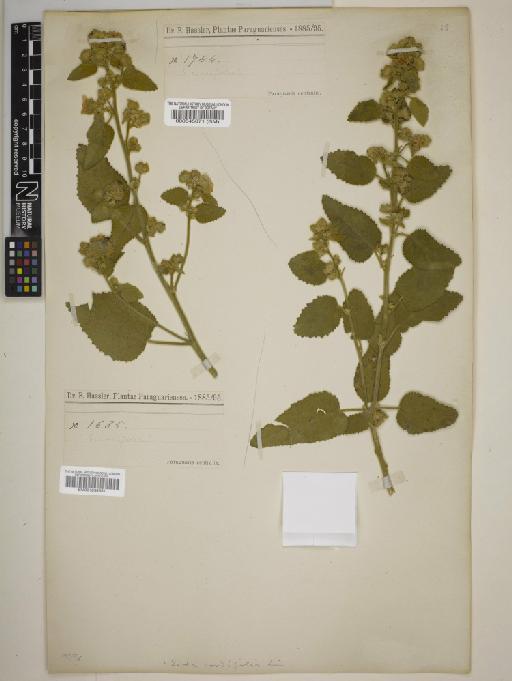 Sida cordifolia L. - BM001034361
