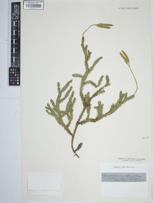 Lycopodium clavatum L. - BM001184587