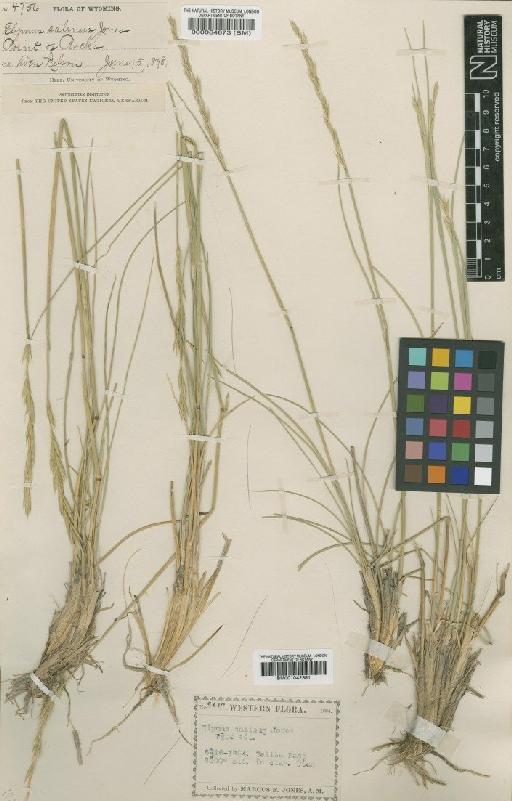 Elymus salina M.E.Jones - BM001042381