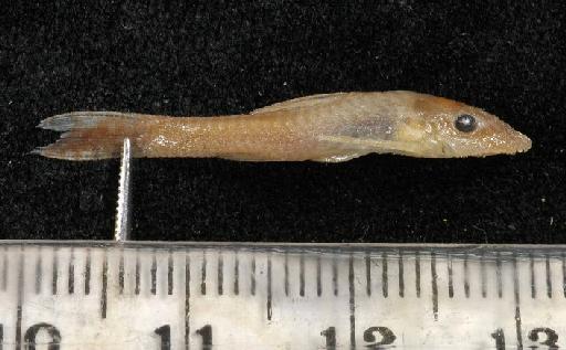 Otocinclus maculipinnis Regan, 1912 - 1909.4.2.19-22d; Otocinclus maculipinnis; lateral view; ACSI Project image