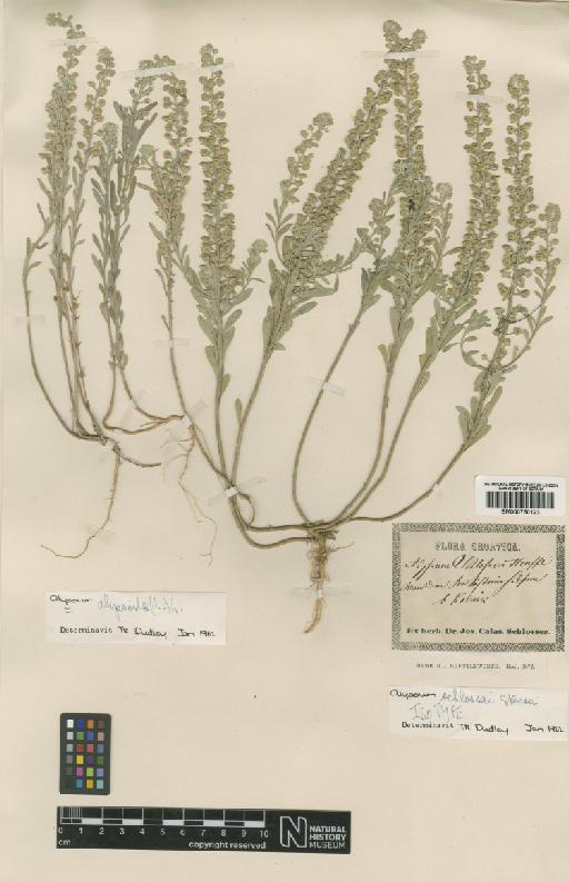 Alyssum alyssoides (L.) L. - BM000750123