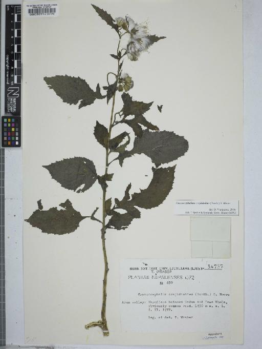 Crassocephalum crepidioides (Benth.) Moore - 000050112