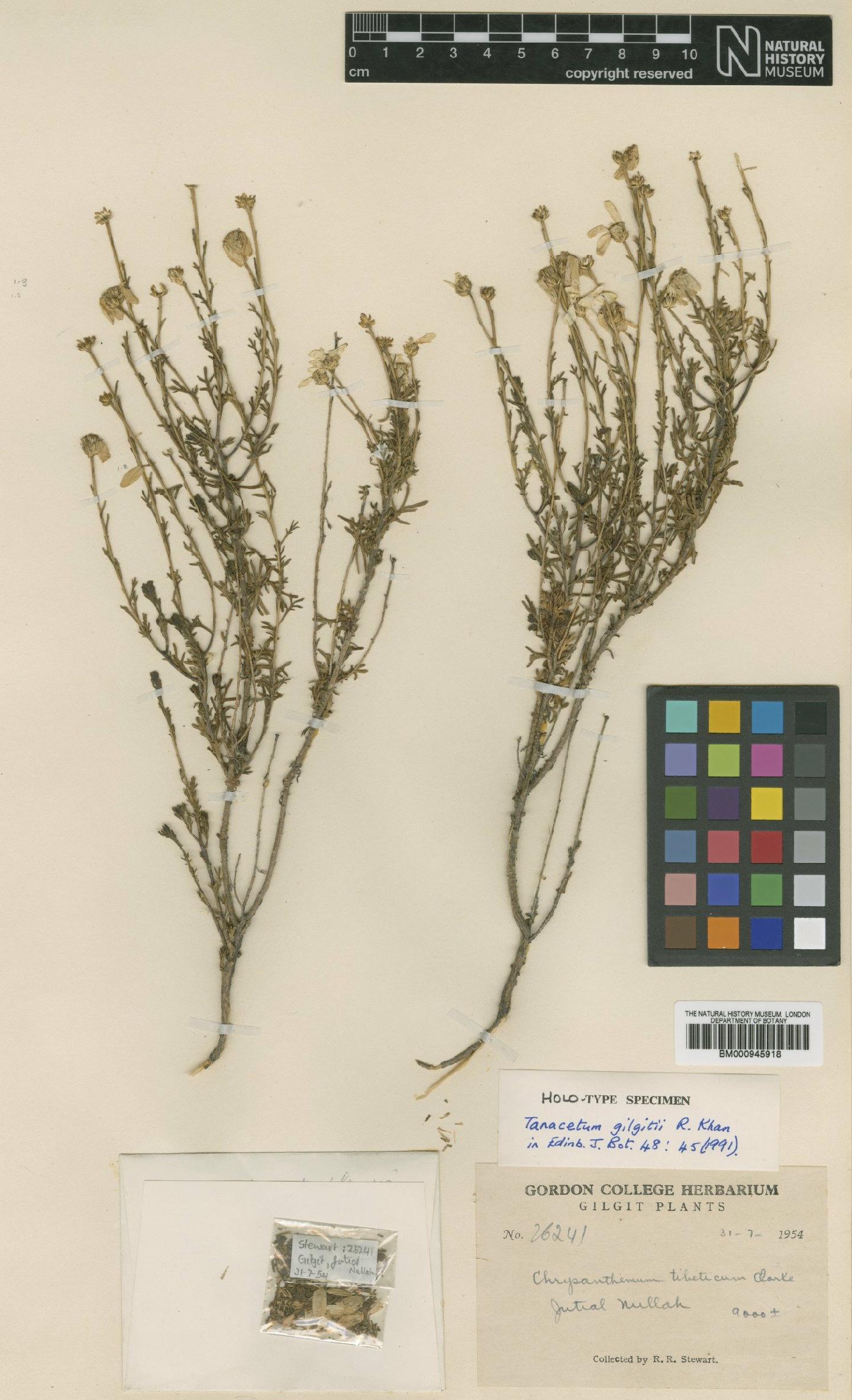 To NHMUK collection (Tanacetum gilgitii R.Khan; Holotype; NHMUK:ecatalogue:473496)
