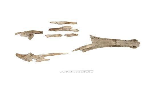 Neosteneosaurus edwardsi - PV R 2074 mandible 004