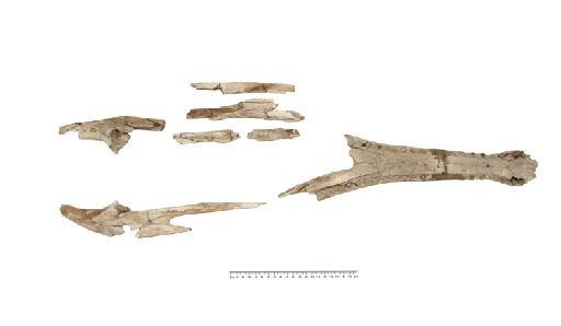 Steneosaurus hulkei Andrews 1913 - PV R 2074 mandible 004