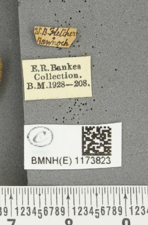 Erebia epiphron mnemon f. scotica Cooke, 1943 - BMNHE_1173823_label_29316
