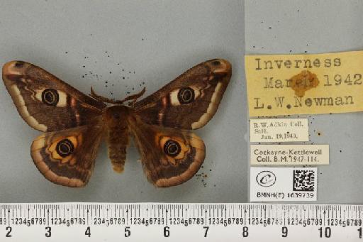 Saturnia pavonia (Linnaeus, 1758) - BMNHE_1639739_203716