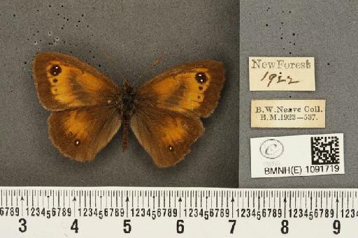 Pyronia tithonus britanniae (Verity, 1914) - BMNHE_1091719_2150