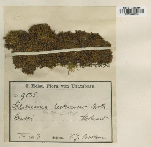 Schlotheimia ferruginea (Hook. & Grev.) Brid. - BM000868358