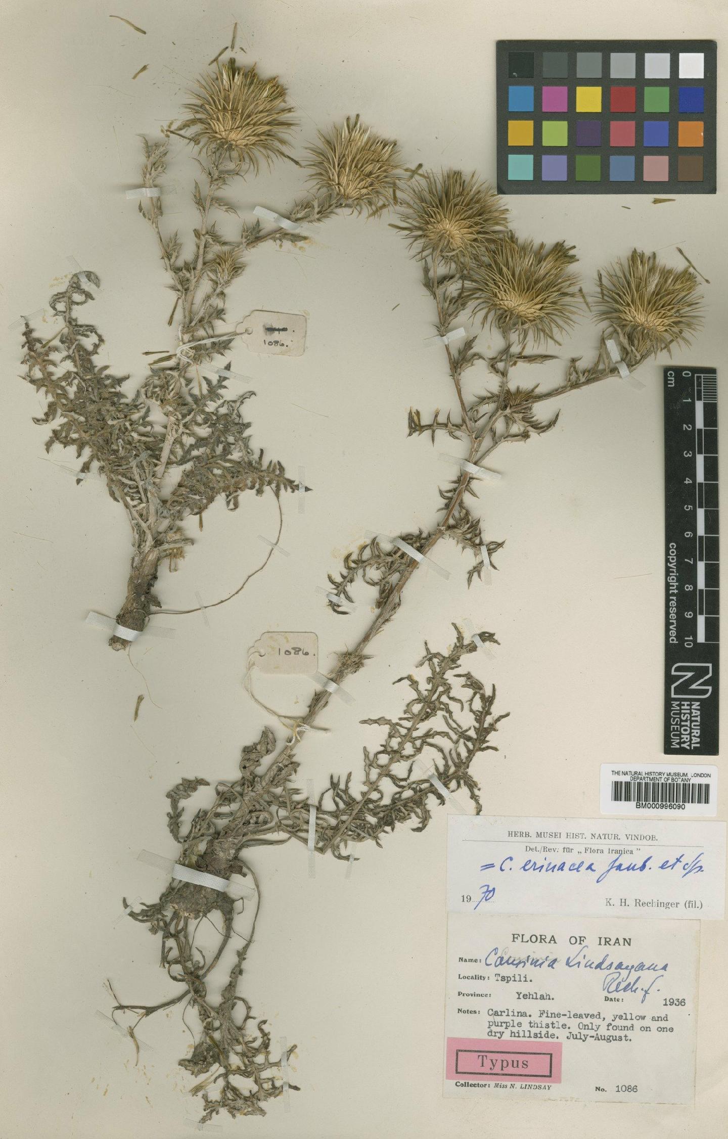 To NHMUK collection (Cousinia lindsayana Rech.f.; Type; NHMUK:ecatalogue:475617)