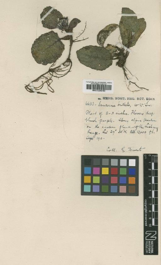 Saussurea bullata W.W.Sm. - BM000996160