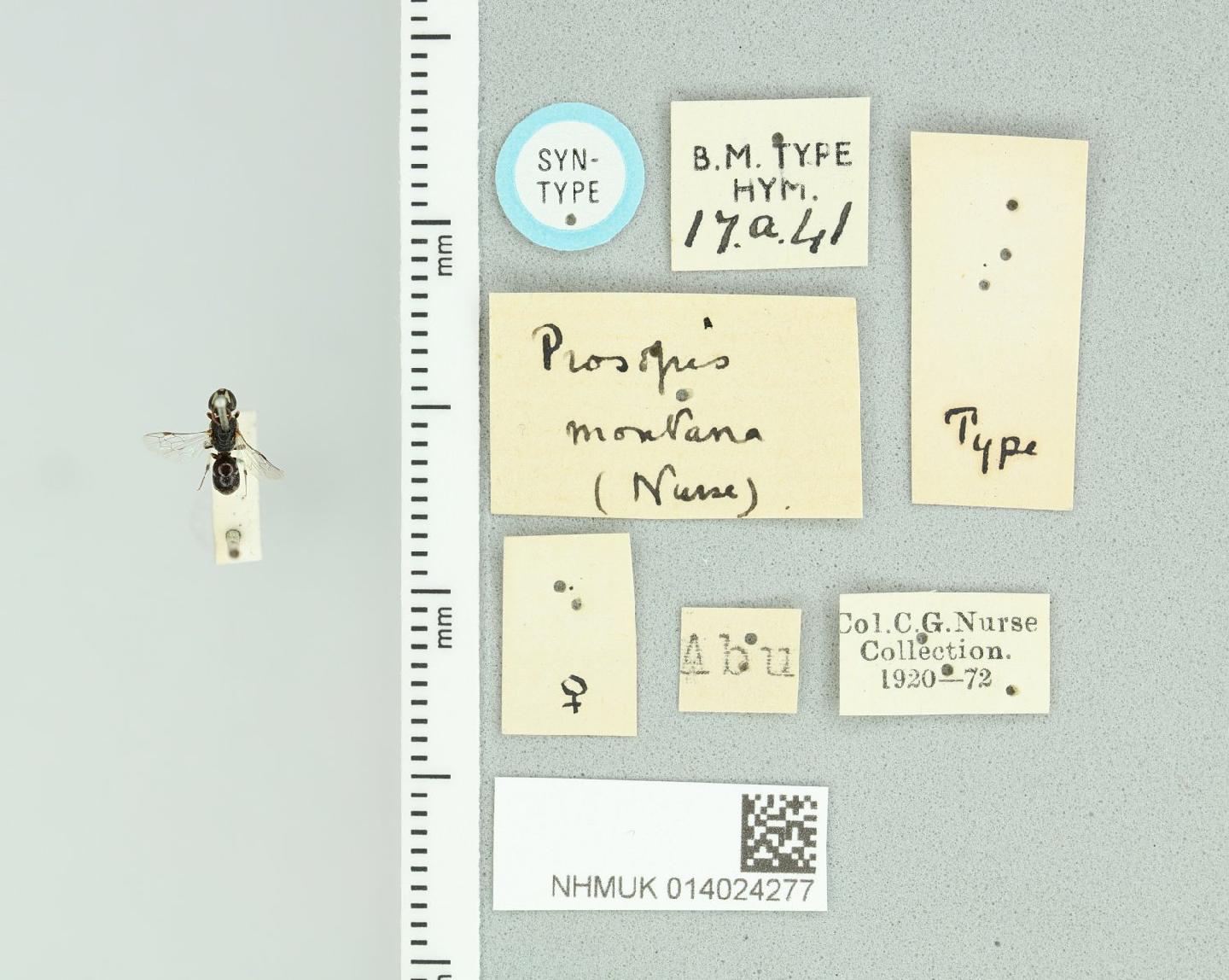 Hylaeus montanus