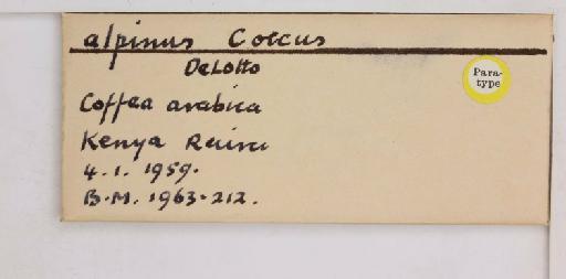 Coccus alpinus De Lotto, 1960 - 010713736_additional
