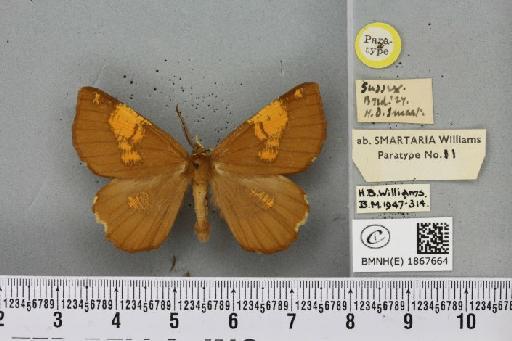 Angerona prunaria ab. smartaria Williams, 1947 - BMNHE_1867664_439920