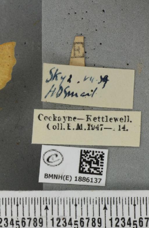 Crocallis elinguaria (Linnaeus, 1758) - BMNHE_1886137_label_453167