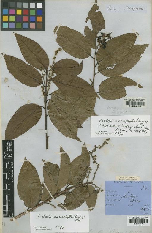 Scolopia macrophylla (Wight & Arn.) Clos - BM000946170