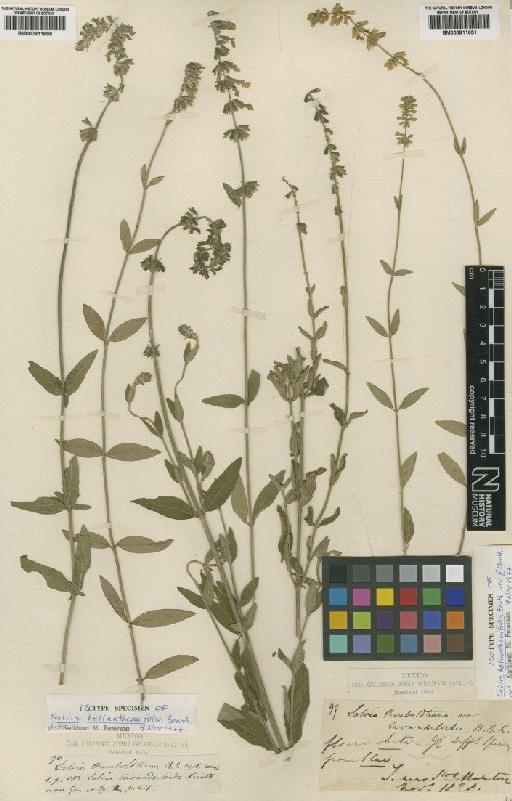 Salvia helianthemifolia Benth. - BM000811698