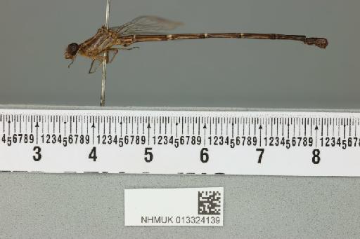 Argia percellulata Calvert, 1902 - 013324139_lateral