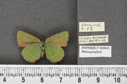 Callophrys rubi ab. inferopunctata Tutt, 1907 - BMNHE_501031_97453