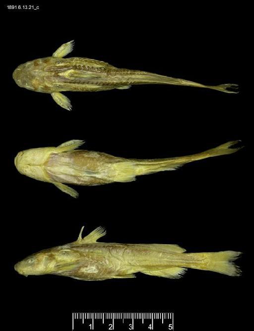 Liocassis emarginatus Regan, 1913 - L.emarginatus SYNTYPE 1891.6.13.21c