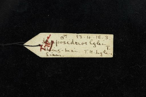 Hipposideros lylei Thomas, 1913 - 1913_4_18_3-Hipposideros_lylei-Holotype-Skull-label