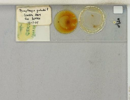 Brumptomyia galindoi Fairchild & Hertig, 1947 - 015268055_additional