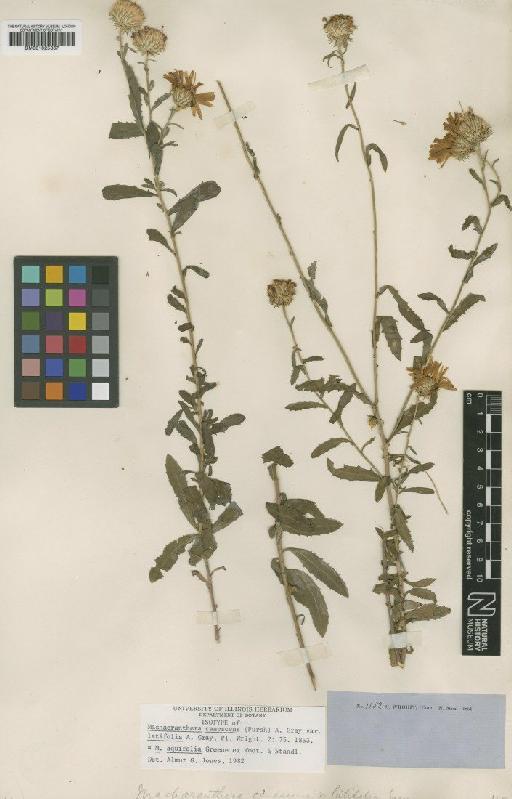 Machaeranthera aquifolia Greene - BM001025367