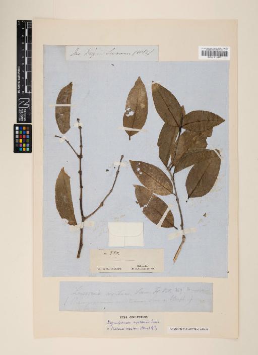 Phaleria montana Gilg - 001015600