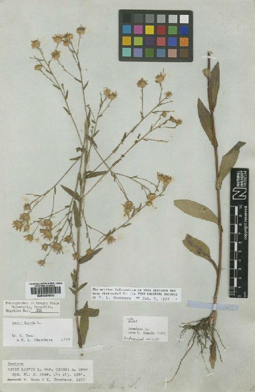 Aster laevis L. - BM000839300