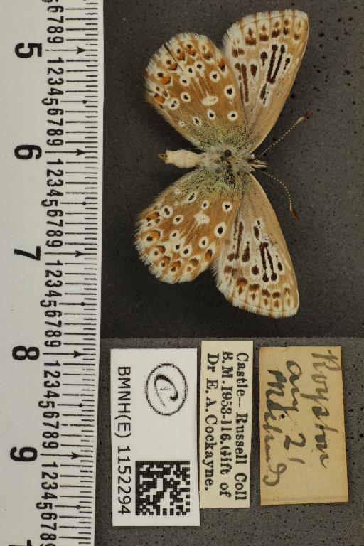 Lysandra coridon ab. parallela Courvoisier, 1907 - BMNHE_1152294_103523