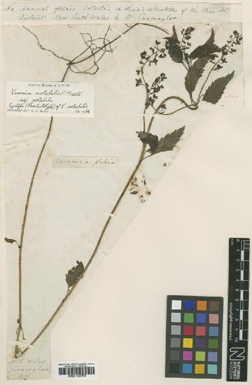 Veronica notabilis F.Muell. ex Benth. - BM001040708