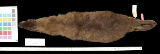 Macropus keysseri lanatus Thomas, 1922. - 1928.10.1.4_Skin_Dorsal