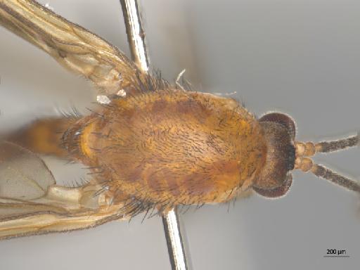 Orfelia fasciata (Meigen, 1804) - 010210683_Orfelia_fasciata_thorax_d