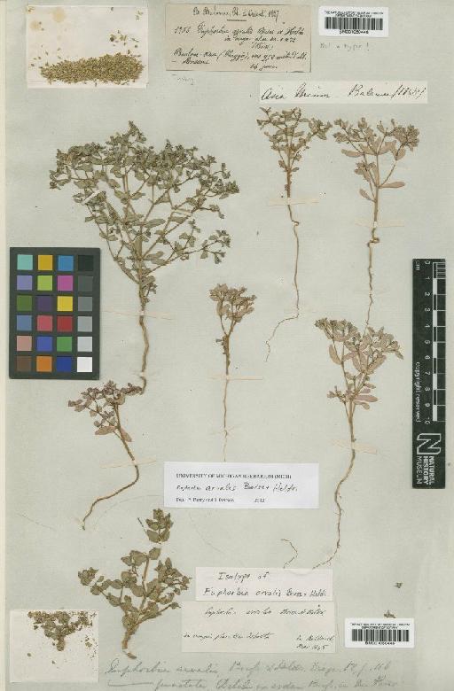 Euphorbia arvalis Boiss. & Heldr. - BM001050446