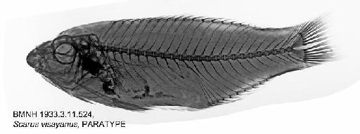Pseudoscarus visayanus (Herre, 1933) - BMNH 1933.3.11.524, Scarus visayanus, PARATYPE, Radiograph