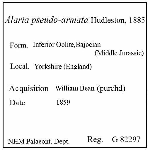 Alaria pseudo-armata Hudleston, 1885 - G 82297. Alaria pseudo-armata (label)