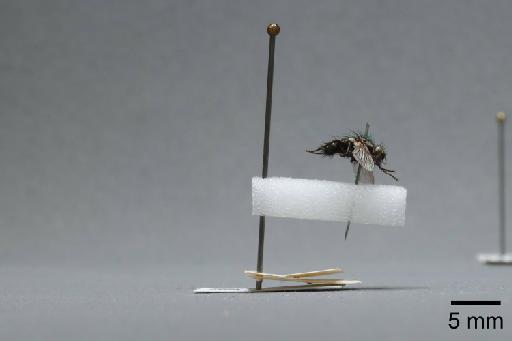 Sarcophaga (Myorhina) nigriventris Meigen, 1826 - 015091920_lateral